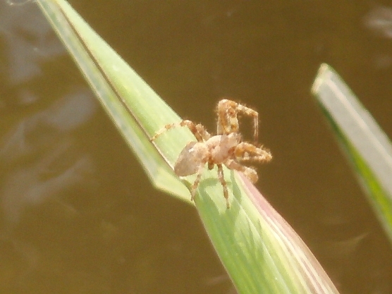 Araneus sp.